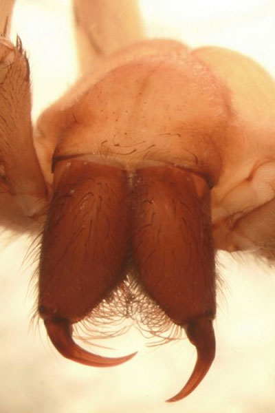 Nhện[-]không[-]mắt[-]1